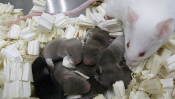 मादा चुहिया ने पैदा किए स्वस्थ बच्चे मादा चुहिया ने पैदा किए स्वस्थ बच्चे