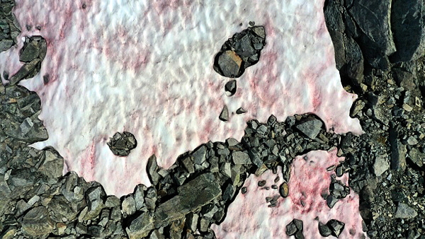 ये रहस्यमयी जीव है जिम्मेदार