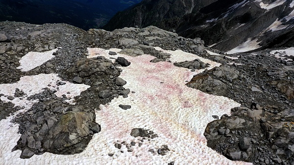 इस तरह पहाड़ों तक पहुंचे ये जीव