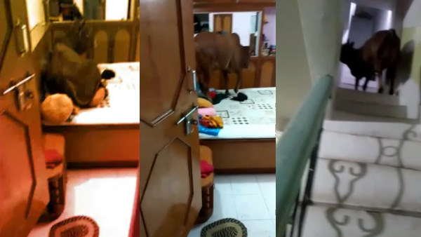 रीवा में सांड का अजीब मामला रीवा में सांड का अजीब मामला