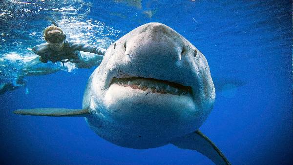 टाइगर शार्क या व्हाइट शार्क का हमला! टाइगर शार्क या व्हाइट शार्क का हमला!