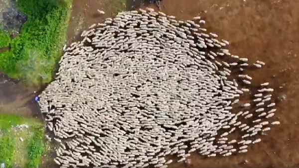 भेड़ों की झुंड पर आसमानी नजर
