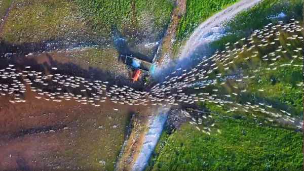 भेड़ों के बारे में धारणा और सच्चाई