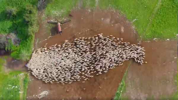 भेड़ों की झुंड के बर्ताव की स्टडी