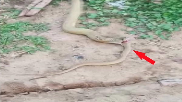 टीम ने सांप को किया रेस्क्यू