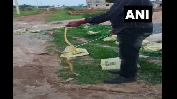 कंस्ट्रक्शन साइट पर निकला कोबरा