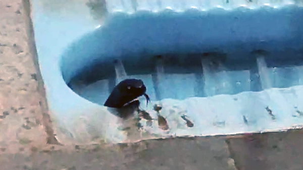 काला कोबरा देख घर वालों के उड़े होश