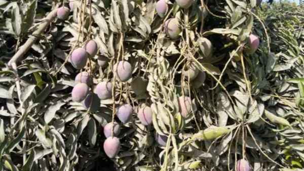 गुलाम सरवर ने तैयार की है शुगर फ्री आम की तीन किस्‍में 