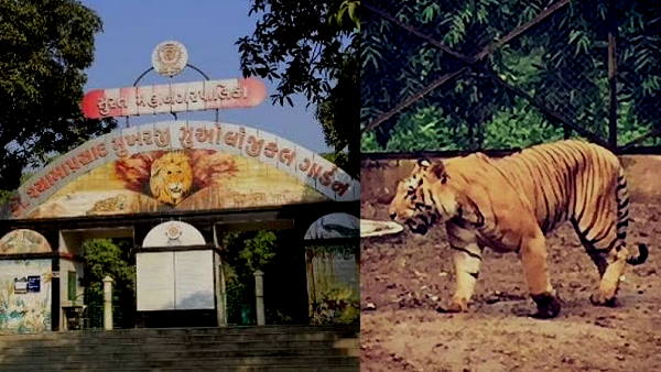 People will no longer to see tigress Shambhavi, lost life due to disease in surat gujarat