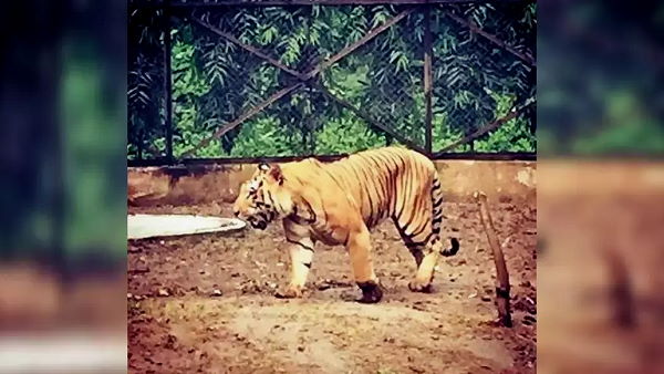 People will no longer to see tigress Shambhavi, lost life due to disease in surat gujarat
