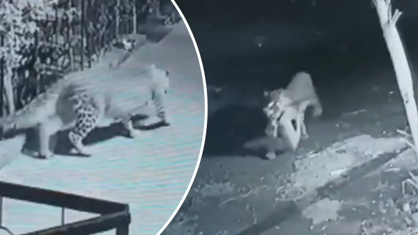 तेंदुए ने दबे पांव कुत्ते को बनाया शिकार