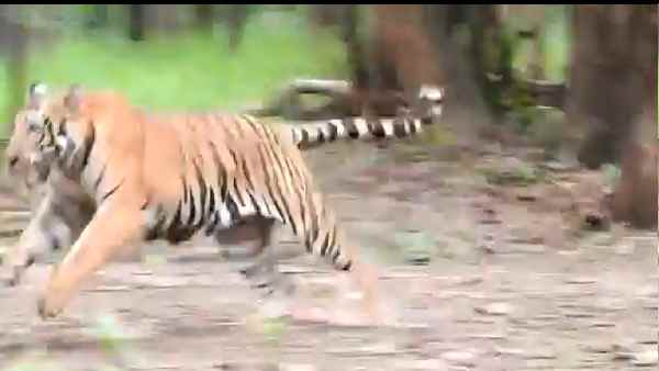 चार दिन चला बाघ का रेस्क्यू ऑपरेशन चार दिन चला बाघ का रेस्क्यू ऑपरेशन