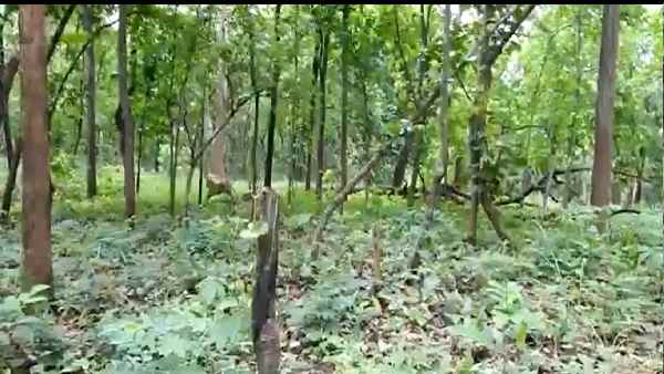 बाघ ने किसी पर हमला नहीं किया बाघ ने किसी पर हमला नहीं किया