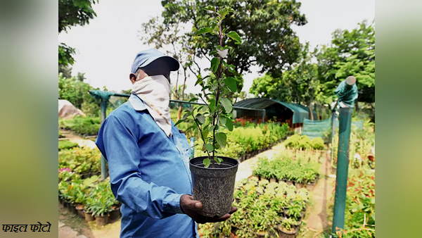 World Environment day 2021: Corona Warriors will plants 2 lakh Tulsi and Neem trees all the Community Health Centers and Primary Health Centres in Surat