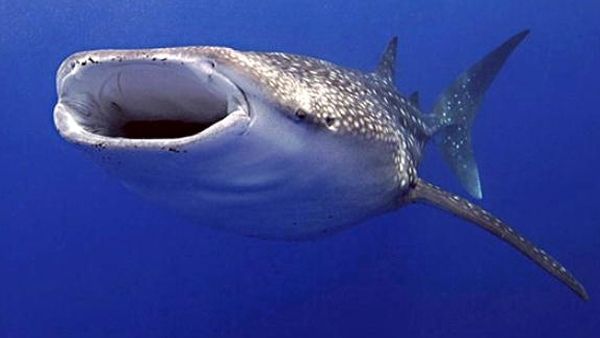 मरी व्हेल ने बदली किस्मत