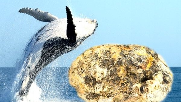 एम्बरग्रीस के होते हैं कई इस्तेमाल