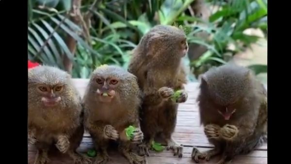 पिग्मी मार्मासेट पर रिसर्च