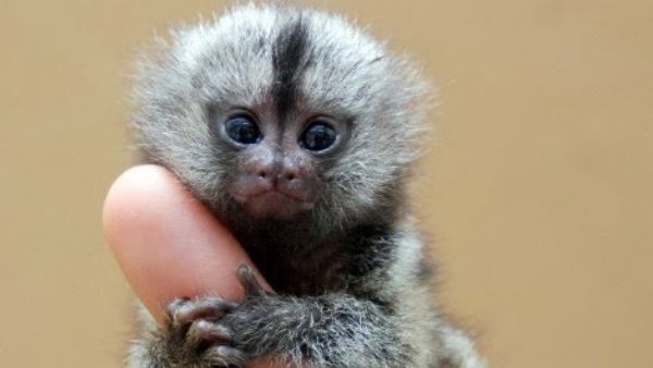 दो अलग प्रजातियों का युग्म