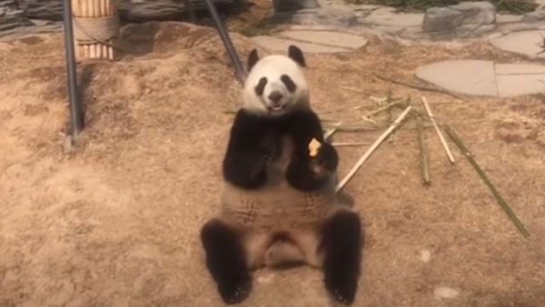 15 साल की पांडा है गर्भवती