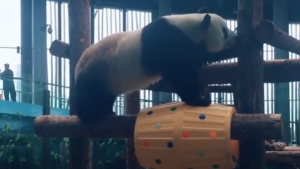 जापान की टूरिज्म का अहम हिस्सा