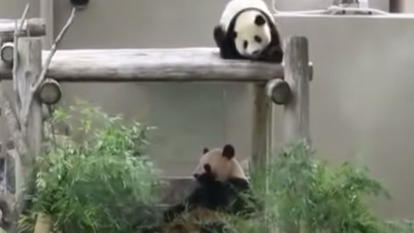 रेस्टोरेंट्स के शेयर में उछाल