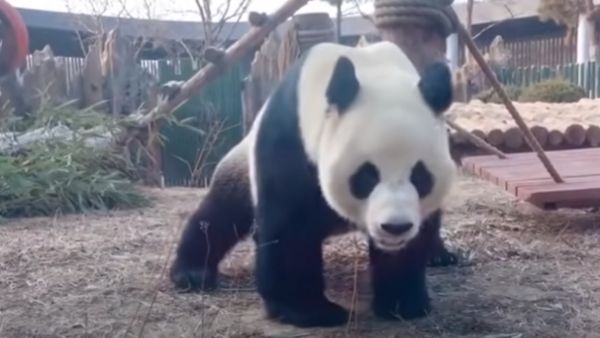 क्या वास्तव में गर्भवती है पांडा ?