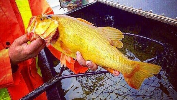 बेहद दुर्लभ होती है बास मछली
