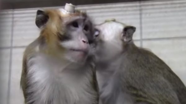 जहरीला हथियार बनाना है मकसद