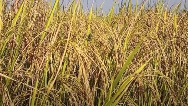 भारत का ईयू में विरोध भारत का ईयू में विरोध