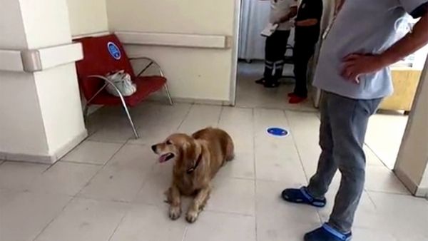 एंबुलेंस के पीछे पीछे दौड़ता कुत्ता