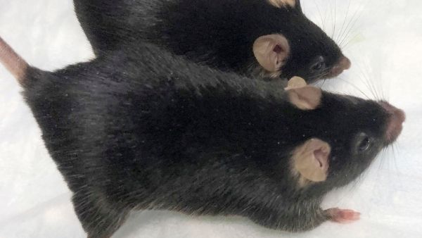 चूहों पर किया गया रिसर्च कामयाब चूहों पर किया गया रिसर्च कामयाब