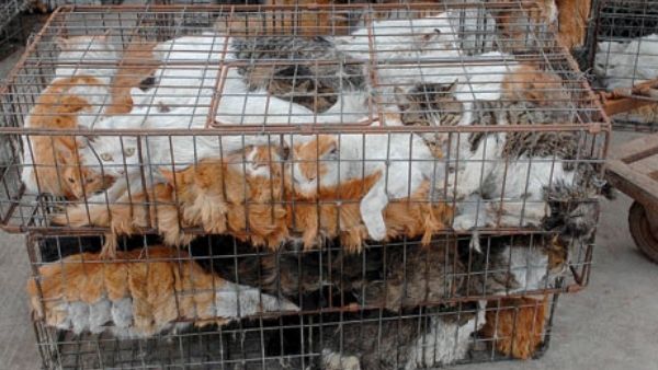 कुत्तों से बेरहमी की हर हद पार कुत्तों से बेरहमी की हर हद पार