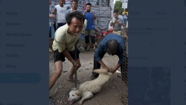 कुत्ते की मांस खाना लोकप्रिय कुत्ते की मांस खाना लोकप्रिय