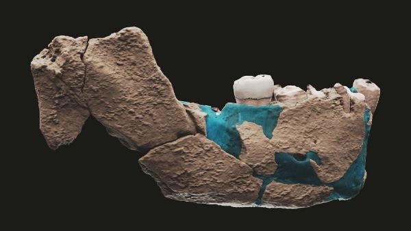 खोपड़ी की हड्डी से नई प्रजाति की पहचान