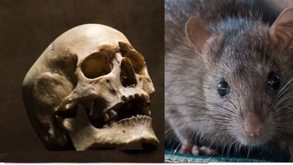 खोपड़ी से चला प्लेग का पता