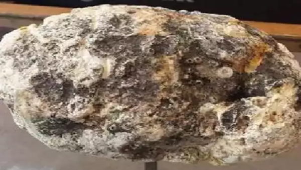 व्हेल की उल्टी है तैरता सोना 