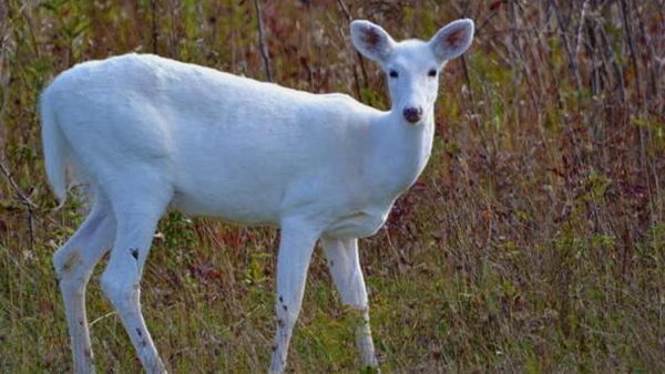 सफेद हिरणों में फैली महामारी सफेद हिरणों में फैली महामारी