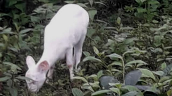 पूरी तरह आनुवंशिक (जेनेटिक) है रंग