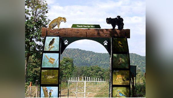 शेर और शेरनी की बड़ी पहचान शेर और शेरनी की बड़ी पहचान