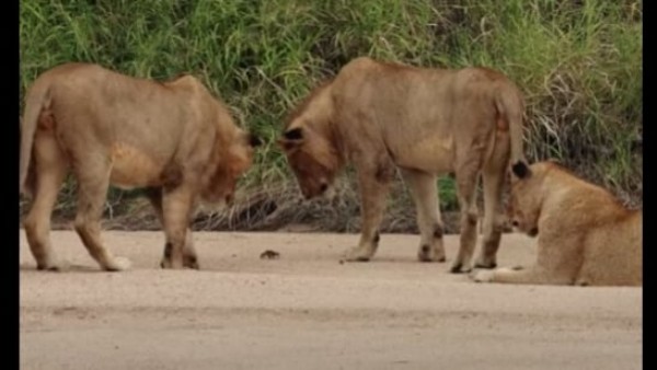 केकड़े को देखकर सहम गए शेर के बच्चे