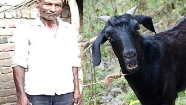 बकरीद से पहले कुर्बानी के लिए बकरों की डिमांड