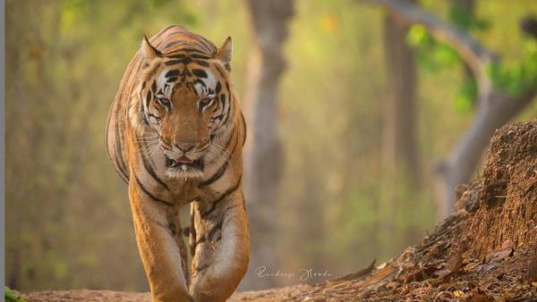 आज मनाया जा रहा टाइगर डे