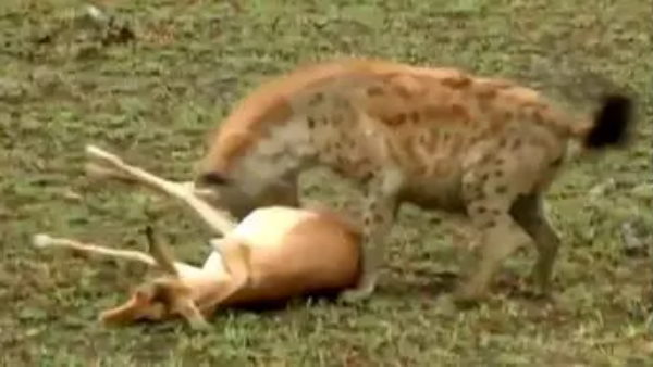 लोग बोले-इसे तो ऑस्कर मिलना चाहिए!