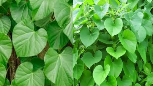 गिलोय सेवन करने वालों में लिवर का खतरा