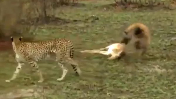  चीते और लकड़बग्घे से बचने के लिए हिरण ने की ऐसी कमाल की एक्टिंग