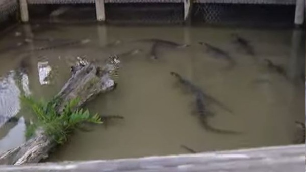 कांगो रिवर गोल्फ को वापस किया एलिगेटर
