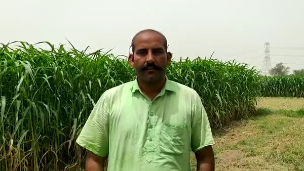  राजदूत ने पूछा कि सूरत का हरिपुरा गांव