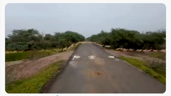 ब्लैकबक्स का शिकार करने पर लगा है बैन