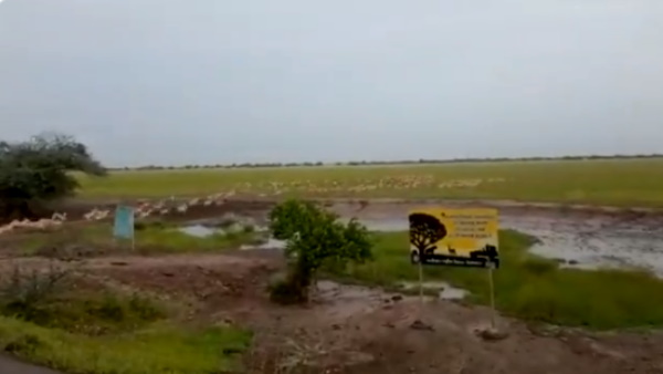 भावनगर में कई किलोमीटर में फैले हैं जंगल