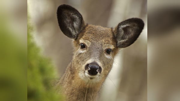 सोशल मीडिया पर वायरल हुआ यह वीडियो